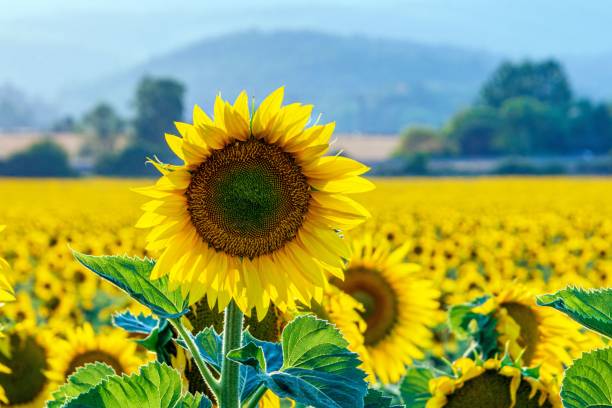 lebendige sonnenblume auf dem feld. schöne sonnenblumenfelder in der nähe von zvolen, slowakei. - zvolen stock-fotos und bilder