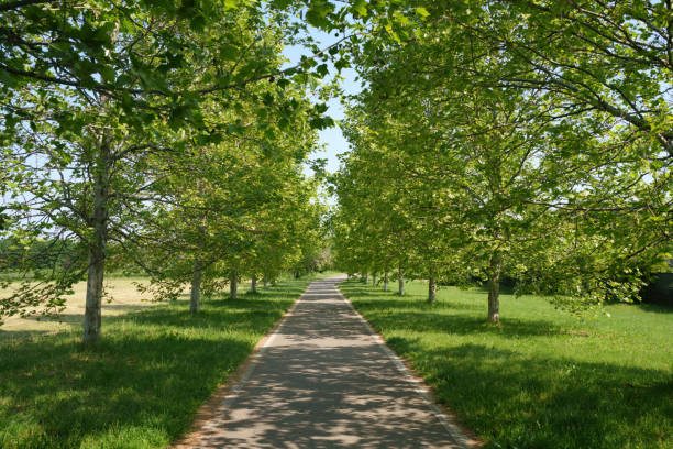 istock Park near Arese, Milan 1493489033