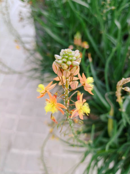 unter den kräutern gibt es eine bulbine frutescens - bulbine frutescens stock-fotos und bilder