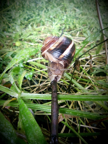 Close up of snail moving slowly on the wet ground.