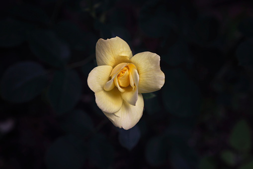 A close up of a beautiful yellow rose in bloom. Shot with a Canon 5D Mark IV.