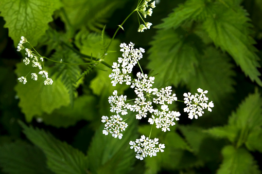 Closeup on white field flowers