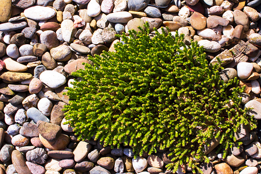 Gold moss plant growing on gravel