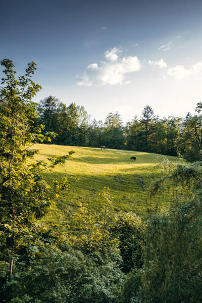 wild horse in the meadow