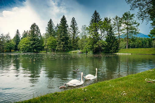 goose at the lake