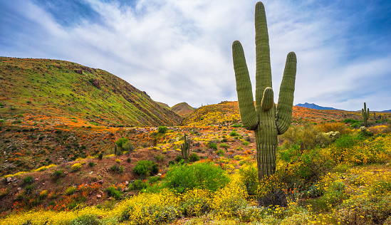 Saguaro cactus stands tall amongst a super bloom of wildflowers in Tonto National Forest