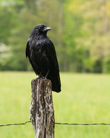 Single black crow watching the passing traffic perched on a barbed wire fence post in the middle of the field during the morning.
