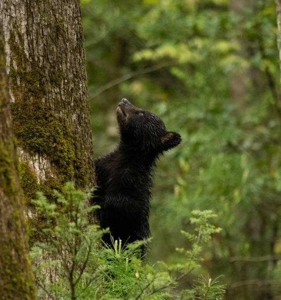 istock Black bear cub thinks about climbing a tree after its sibling in the forest. 1493497558