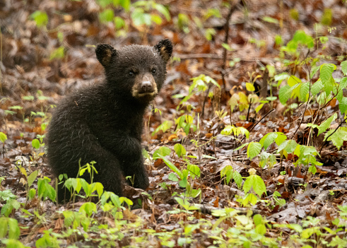 Adorable and small black bear cub born this year sits on the forest floor to rest and look around while following its mother in the spring.  This cub is about 3 months old.