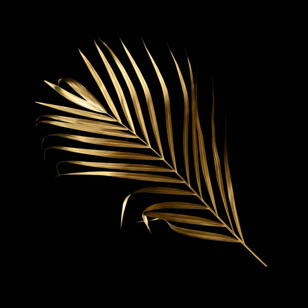istock golden coconut leaves isolated on black background, clipping path 1493498868