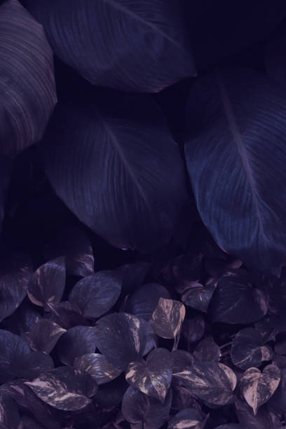 istock Dark green leaves in the park background image 1493499458