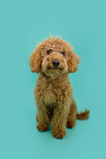 istock Red poodle puppy dog sitting. Isolated on blue background 1493503554