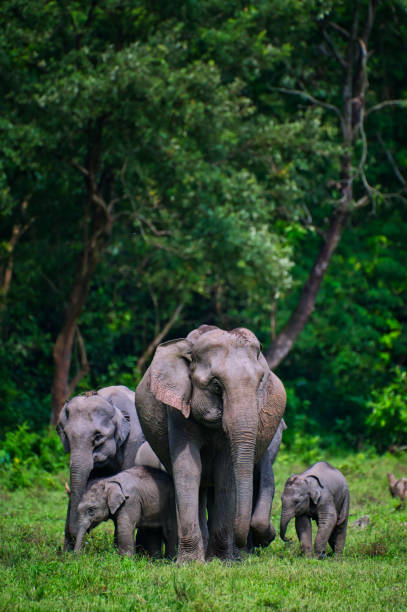 istock The Perfect Asiatic Elephant Family 1493507000