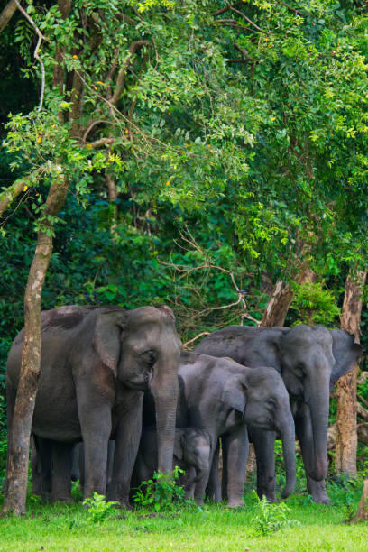 istock Asiatic Elephants Resting under the shade 1493507010