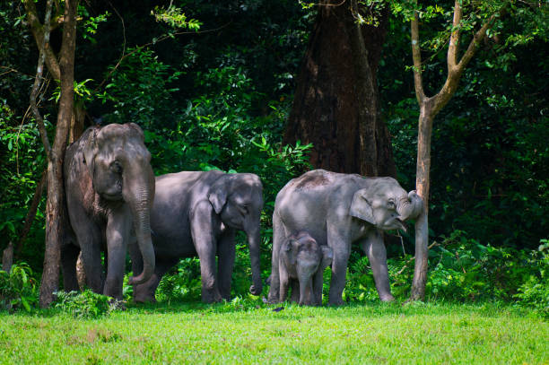 istock Asiatic elephants waiting for the whole herd 1493507206
