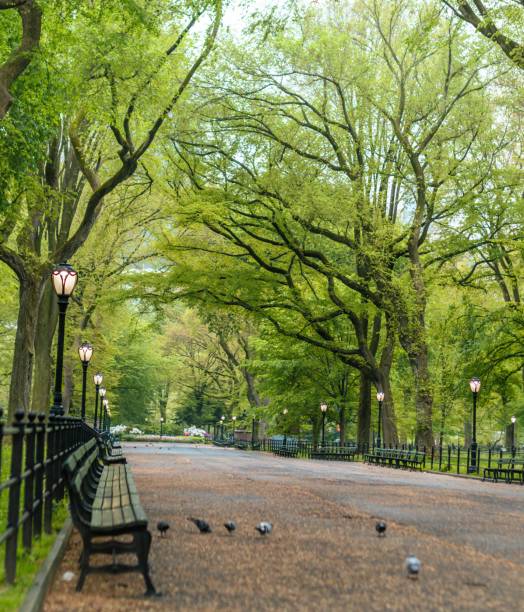 istock a park bench that is by some trees with birds sitting on it 1493508100