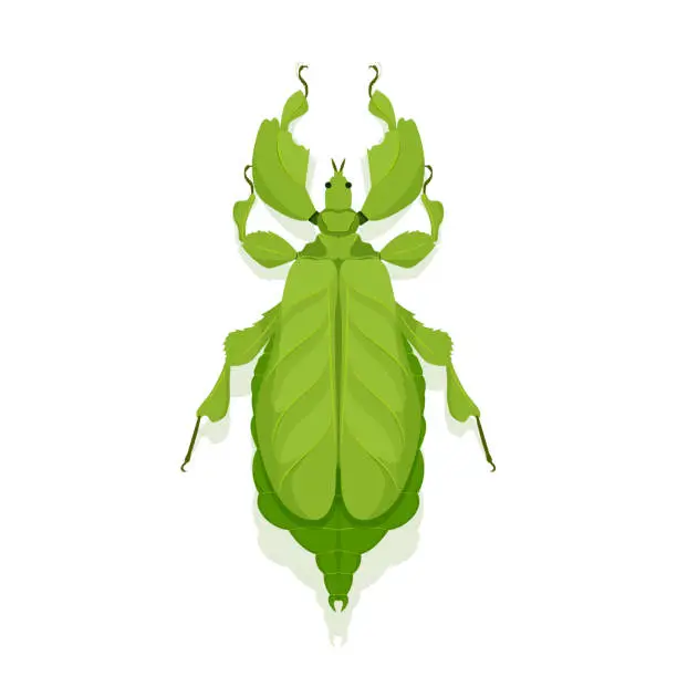 Vector illustration of Vector illustration of Leaf insect Phyllium celebicum isolated on white background.