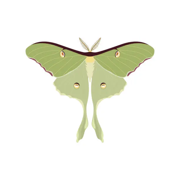Vector illustration of Vector illustration of symmetrical abstract luna moth.