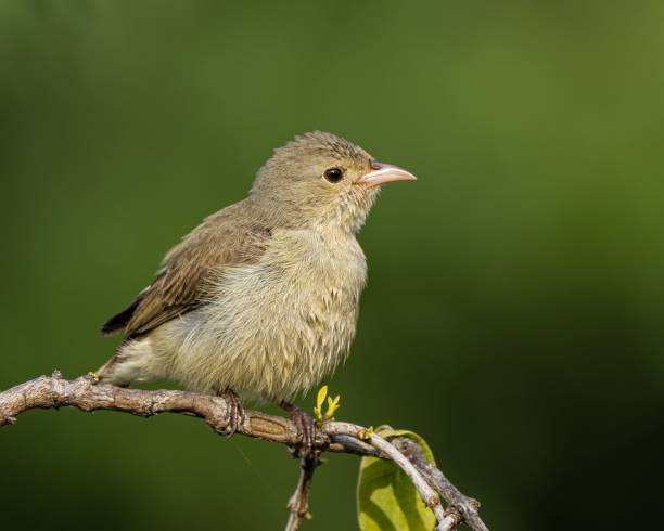 istock a small bird is perched on a branch of a tree 1493511701