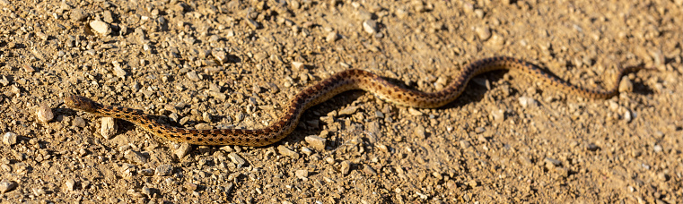 Pacific Gopher Snake Sub-Adult Slithering on Trail. Joseph D Grant County Park, Santa Clara County, California, USA.