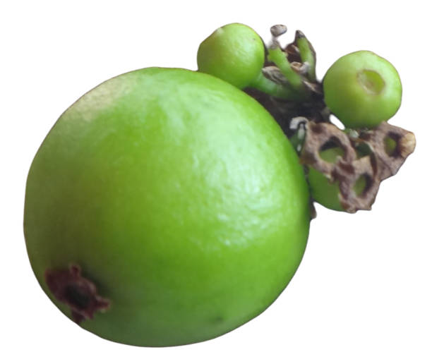 Jabuticaba fruit or Brazilian grape tree, species Plinia cauliflora. The young fruit is green. A exotic fruit that grows on the tree trunk. stock photo