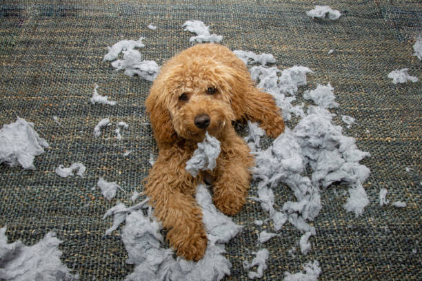 istock Poodle puppy dog spoils or destroy a cushion, pillow with innocent expression face. Obedience concept 1493514273