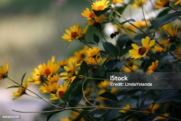 Bumblebee Flying Amongst Flowers Stock Photo - Download Image Now - Animal Body Part, Animal Wing, Animals In Captivity