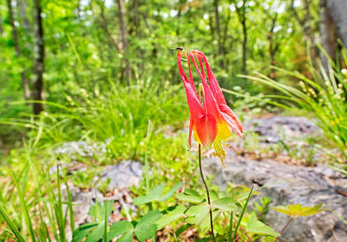 Vivid red and yellow wild red columbine stands out amid all the spring greens. Tiny insect has a gret view from the top