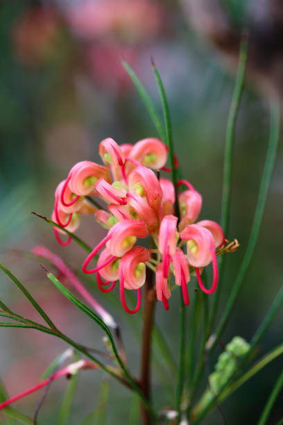 빨간 그레빌레아 꽃은 정원에서 닫히고, 녹색 단풍 배경. 거미 꽃 grevillea johnsonii 눈에 띄는 핑크 - 레드 꽃입니다. grevillea rosmarinifolia의 토착 austrailian 재미있는 붉은 꽃 - austrailian 뉴스 사진 이미지