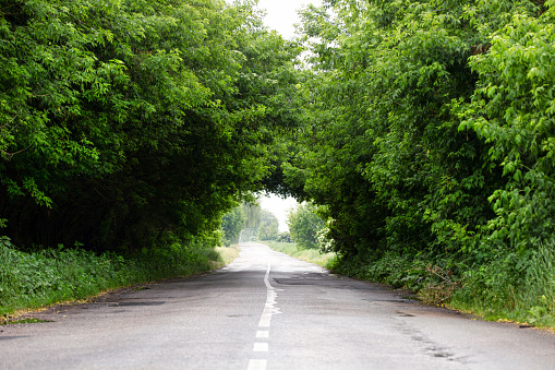 Country road. Summer, it rained. Tree branches bend over the road and form a vibrant green arch. The road goes into the distance. Trip to freedom.