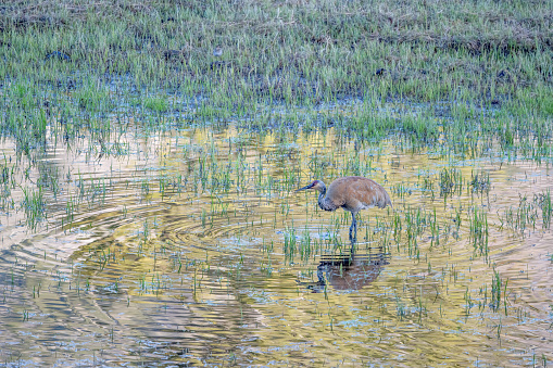 A rusty colored Sandhill crane, on a tiny pond left from snow melt in the morning's gold light, in the Yellowstone Ecosystem in western USA, North America. Nearest cities are Gardiner, Cooke City, Bozeman, Billings, Montana, Jackson, Wyoming, Salt Lake City, Utah and Denver, Colorado.