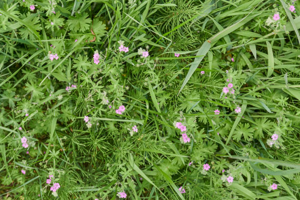 Green herbal background with small pink flowers, close up. stock photo