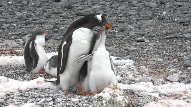Penguins in Antarctica. Adelie Penguins on the nest at Paulet Island in Antarctica. Animal, bird, wildlife on arctic nature.