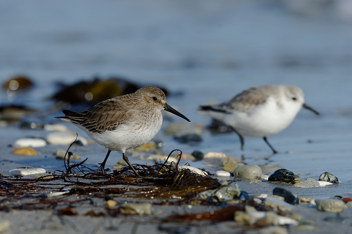 Curlew Sandpiper in winter dress and a three-toed sandpiper in the background