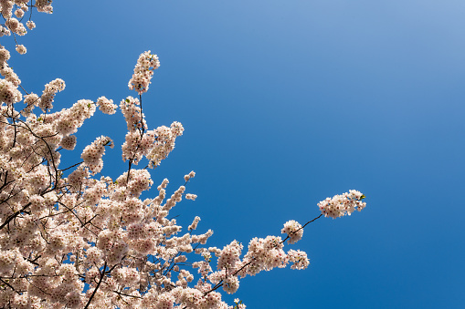 A cherry blossom tree as seen from below with a clear blue sky in the background.