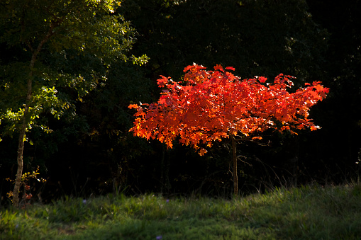Tree with red leaves in the sunlight and dark forest background in early autumn. Galicia, Spain.