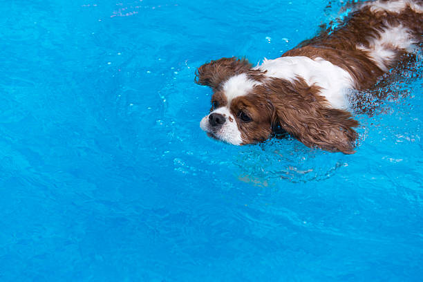 istock Dog with big ears swimming in pool 149352408
