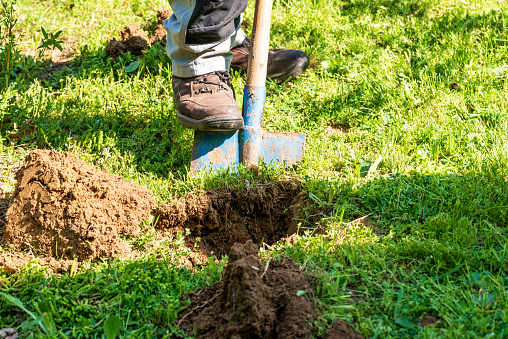 Man in gray work clothes digging hole with shovel to plant bushes in garden.