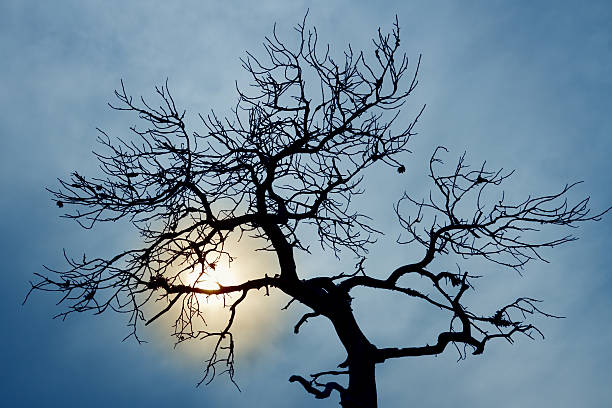 silhouette d'arbre sans feuillage - bare tree tree single object loneliness photos et images de collection