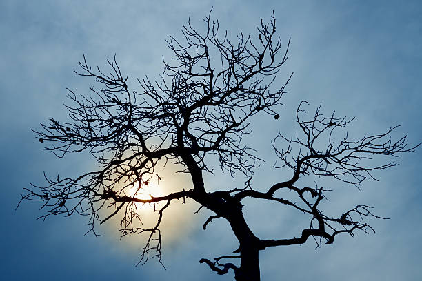 シルエットの葉のない木 - bare tree tree single object loneliness ストックフォトと画像