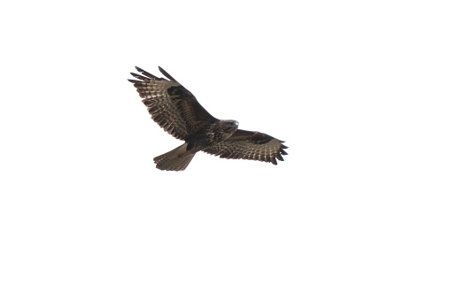 Buzzard above a lake in Tyne and Wear