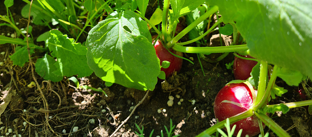 Red radish in soil. Radishes growing in the garden in summer