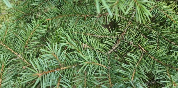 istock Christmas frame on the background of Christmas tree Christmas theme. 1493526595