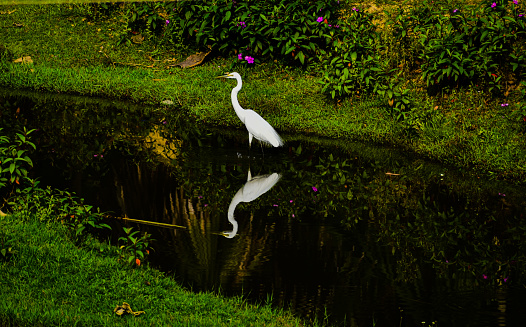 White Heron or Egret bird with it's reflection in a pond . It is hunting fish .