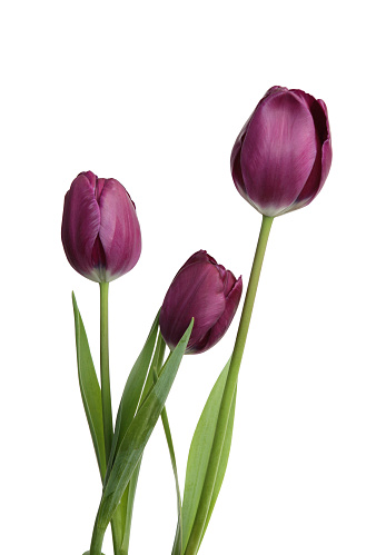 Purple Tulips Isolated on white