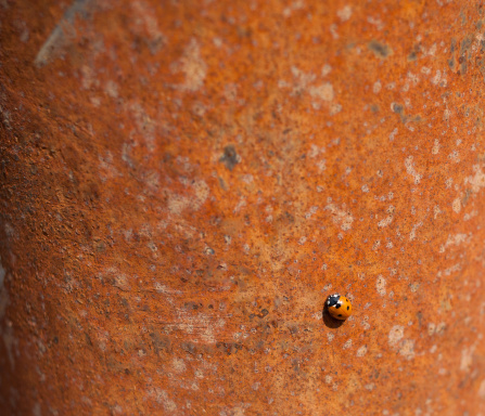 Rusty pipe with a ladybird climbing.