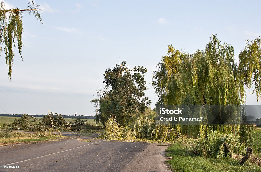 Effect of hurricane Huge fallen willows on the road - effect of hurricane Broken Stock Photo