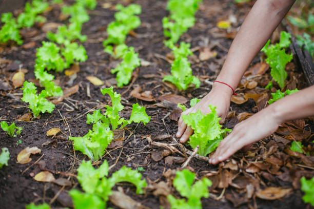 istock Tending to Growth: Gentle Hands Nurturing a Lettuce Plant in the Soil 1493530873