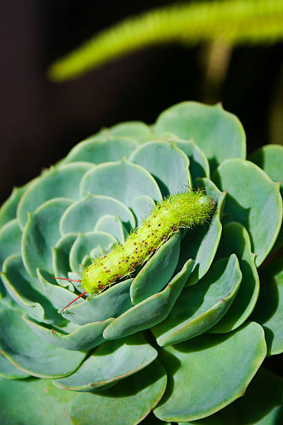 Caterpillar auf eine Blume – Foto