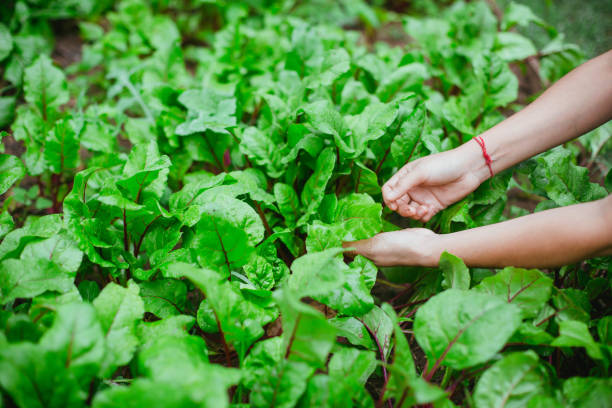 cosechando abundancia: las manos de una mujer sosteniendo una hoja de remolacha en medio de un mar de plantas de remolacha - beet green fotografías e imágenes de stock